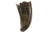 Albertosaurus Tooth - Alberta (Disposition #-) #67603-1